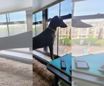 Small #8 Doberman Pinscher