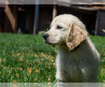 Small Photo #9 English Cream Golden Retriever Puppy For Sale in E WENATCHEE, WA, USA