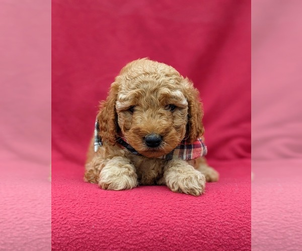 Medium Photo #5 Goldendoodle-Poodle (Miniature) Mix Puppy For Sale in LINCOLN UNIV, PA, USA