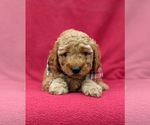 Small Photo #5 Goldendoodle-Poodle (Miniature) Mix Puppy For Sale in LINCOLN UNIV, PA, USA