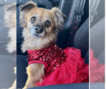 Small #3 Chihuahua-Cocker Spaniel Mix