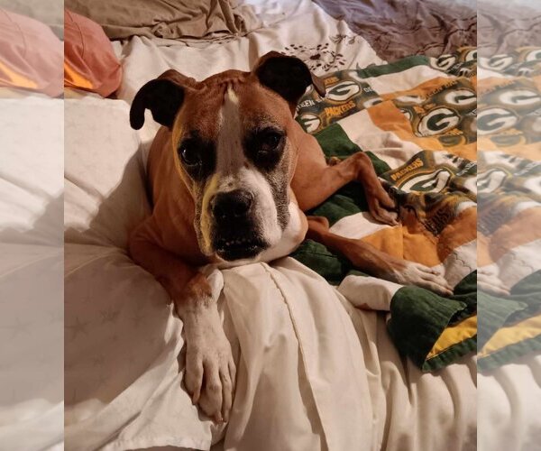 Medium Photo #11 Boxer Puppy For Sale in Burnsville, MN, USA