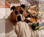 Small #10 Boxer