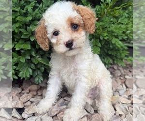 Cavapoo (Miniature) Puppy for sale in NEWPORT, PA, USA
