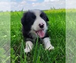 Small #4 Border Collie