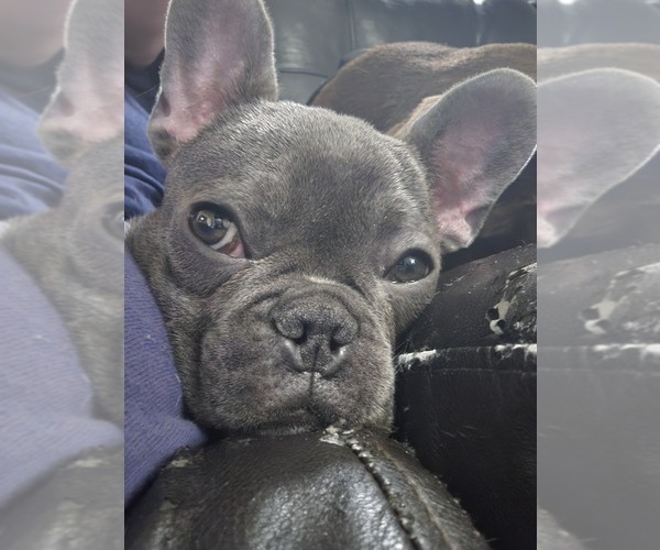 Medium Photo #1 French Bulldog Puppy For Sale in CLARKSVILLE, OH, USA