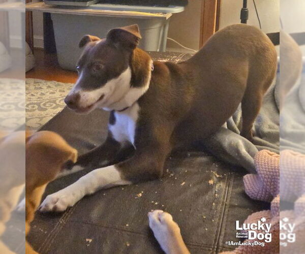 Medium Photo #4 Lab-Pointer Puppy For Sale in Washington, DC, USA