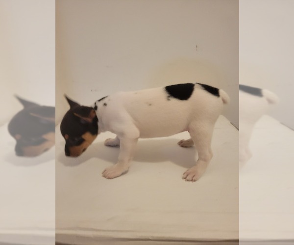 Medium Photo #14 Rat Terrier Puppy For Sale in COLUMBIA, SC, USA