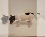 Small #13 Rat Terrier