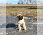 Small #14 Mastiff