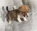 Puppy 2 Cojack