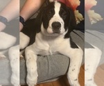 Small Photo #54 Cane Corso-Saint Bernard Mix Puppy For Sale in WORCESTER, MA, USA