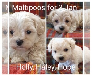 Maltipoo Puppy for sale in ADKINS, TX, USA