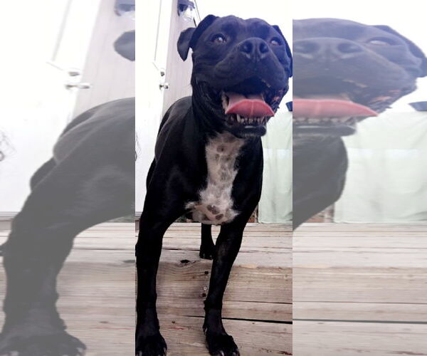 Medium Photo #2 American Pit Bull Terrier-Unknown Mix Puppy For Sale in Fort Collins, CO, USA