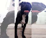 Small #1 American Pit Bull Terrier Mix