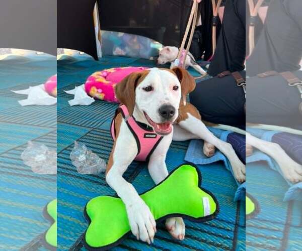Medium Photo #21 Mutt Puppy For Sale in Spotsylvania, VA, USA