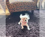Small #5 Maltese