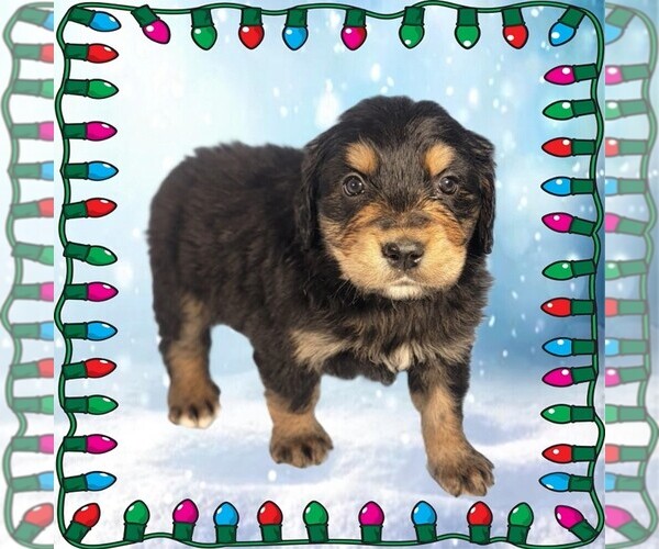 Medium Photo #100 Golden Mountain Dog Puppy For Sale in BLACK FOREST, CO, USA