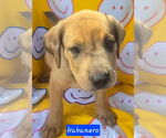 Small #2 Catahoula Leopard Dog Mix
