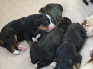 Bernese Mountain Dog Puppy for sale in FREMONT, IN, USA