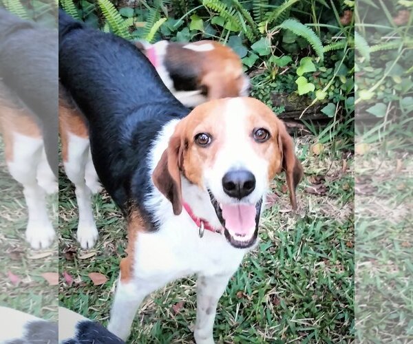 Medium Photo #3 Beagle-Border Collie Mix Puppy For Sale in Valrico, FL, USA