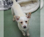 Small #4 Mutt