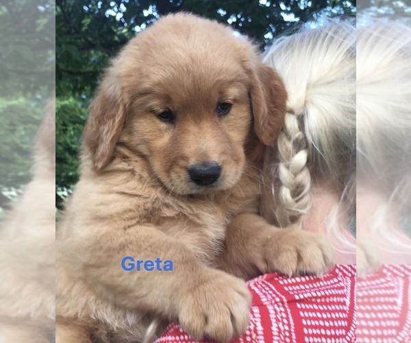Medium Photo #1 Golden Retriever Puppy For Sale in BURNS, KS, USA