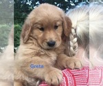 Small Golden Retriever