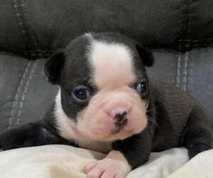 Boston Terrier Puppy for sale in HICKORY, NC, USA