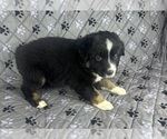 Small Photo #28 Australian Shepherd Puppy For Sale in SALISBURY, NC, USA