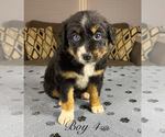 Puppy Boy 4 Australian Shepherd
