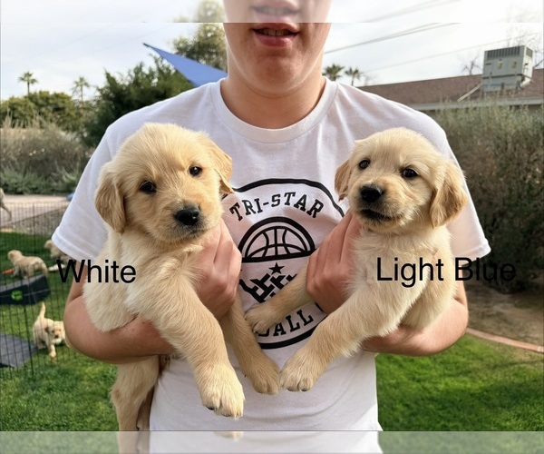 Medium Photo #44 Golden Retriever Puppy For Sale in PHOENIX, AZ, USA