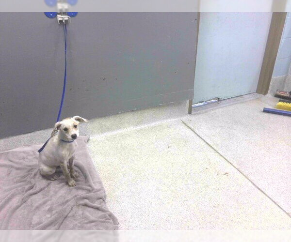 Medium Photo #1 Rat Terrier-Unknown Mix Puppy For Sale in Tallahassee, FL, USA
