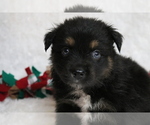 Small Photo #1 Australian Shepherd Puppy For Sale in STAFFORD, VA, USA