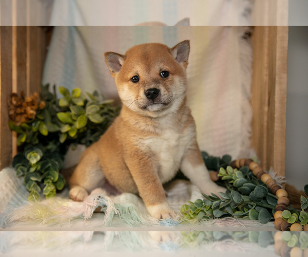 Medium Photo #1 Shiba Inu Puppy For Sale in TOPEKA, IN, USA