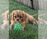 Small #1 Cavalier King Charles Spaniel