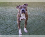 Small #1 American Pit Bull Terrier