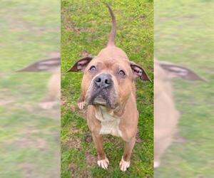 Mutt Dogs for adoption in Akron, OH, USA