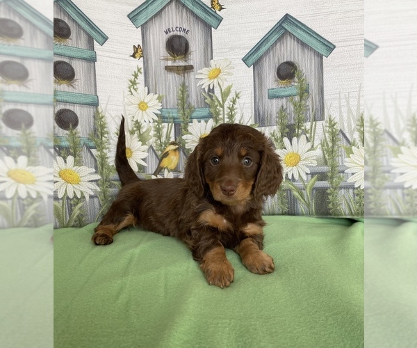 Medium Photo #1 Dachshund Puppy For Sale in STELLA, MO, USA