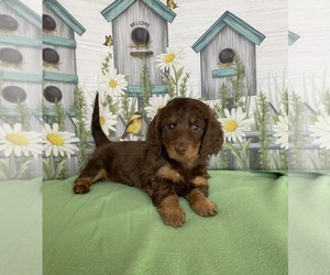Dachshund Puppy for sale in STELLA, MO, USA