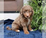 Small #3 Bernedoodle (Miniature)