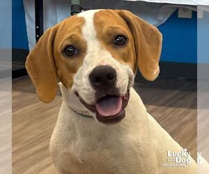 Labrador Retriever-Treeing Walker Coonhound Mix Dogs for adoption in Washington, DC, USA