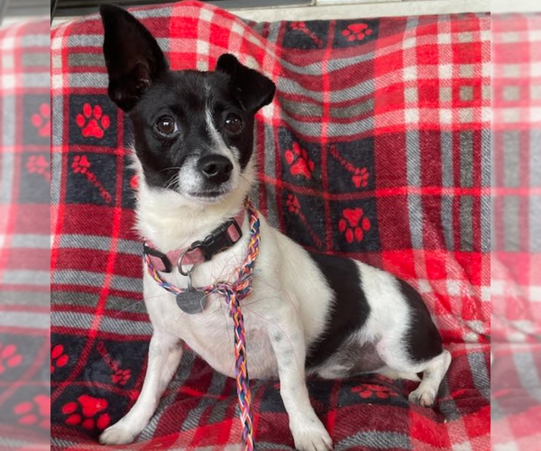 Medium Photo #2 Chihuahua-Unknown Mix Puppy For Sale in Cranston, RI, USA