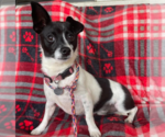 Small #1 Chihuahua Mix