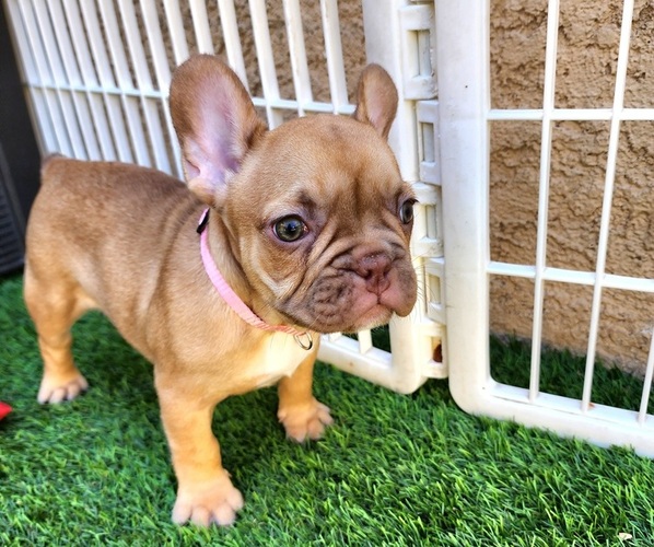 Medium Photo #15 French Bulldog Puppy For Sale in LAS VEGAS, NV, USA