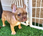 Small #14 French Bulldog