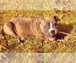 Small Photo #18 Olde English Bulldogge Puppy For Sale in KANSAS CITY, MO, USA