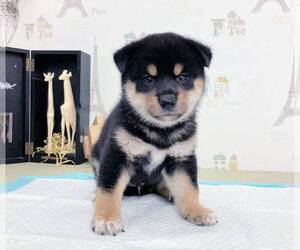 Shiba Inu Puppy for sale in NEW YORK, NY, USA