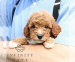 Small #2 Goldendoodle (Miniature)