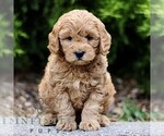 Small #3 Goldendoodle (Miniature)